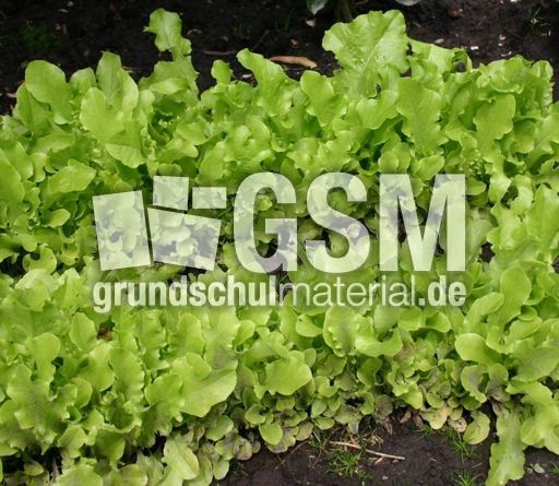 Schnittsalat.jpg